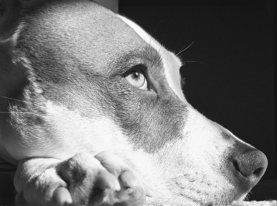 We proudly support Animal Causes