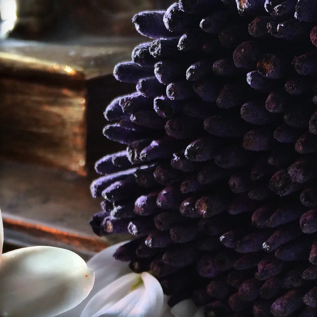 Sacred Elephant Spécialiste Incense (Blue Lotus)