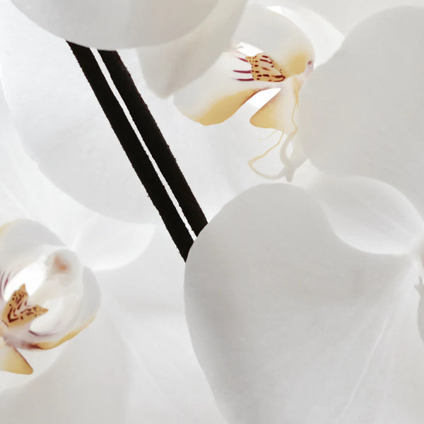 Sacred Elephant Spécialiste Incense (White Orchid)